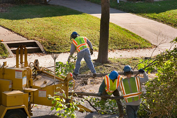 Minooka, IL Tree Removal and Landscaping Services Company